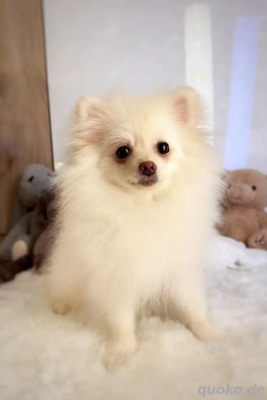 Pomeranian Zwergspitz