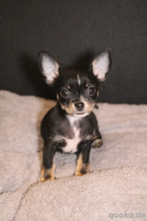 Chihuahua Welpen mit Ahnentafel 