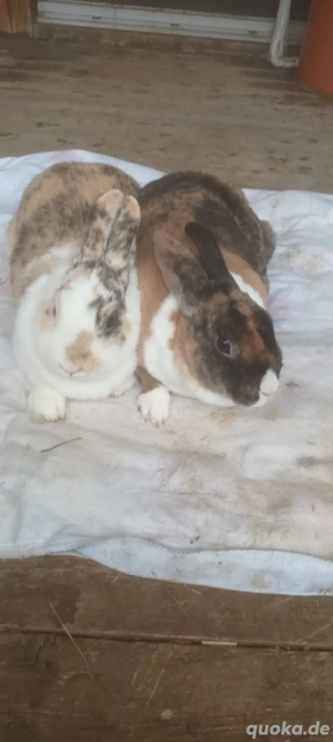 junge kaninchen abzugeben 