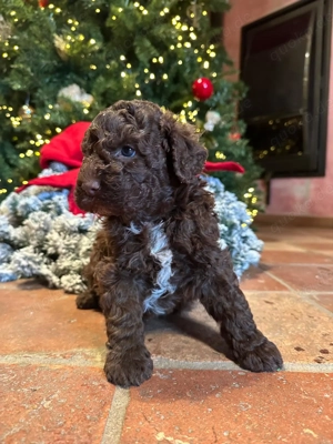 1 Reinrassiger Lagotto Romagnolo Welpe weiblich zu verkaufen 