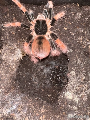 megaphobema Robustum adult weibchen