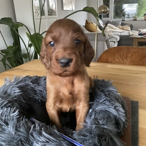 Irish Setter Welpen, VDH Zucht Bild 5