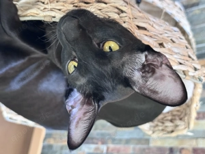 OKH Mädchen mit Stammbaum EU Ausweis geimpft 