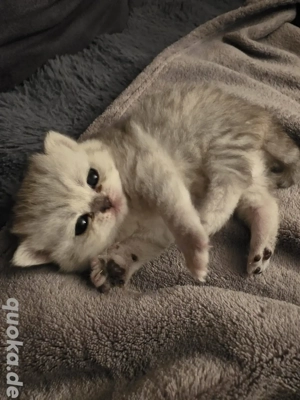 BKH Silver Tabbys ab Januar Februar 