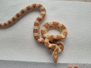 Kornnatter Butter NZ 25