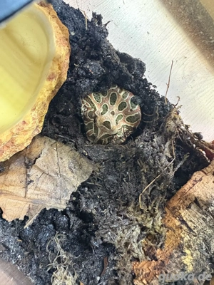 Schmuckhornfrosch Pacman Frosch in Farbe coffee sucht neues Zuhause