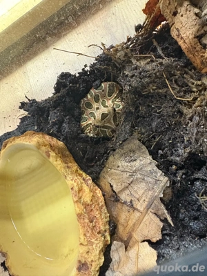 Schmuckhornfrosch Ceratophrys cranwelli in Farbe "Coffee" 