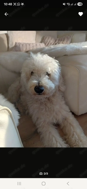 Goldendoodle 6 Jahre alt 