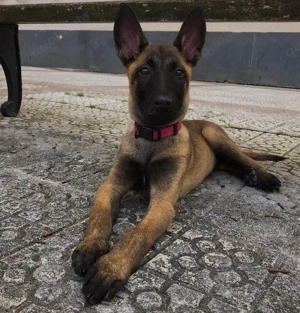 Strong Bezaubernde Belgische Schäferhundwelpen zu verkaufen