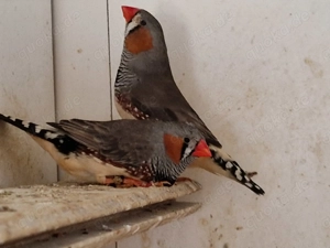 2 St. Zebrafinken Hähne Spalte