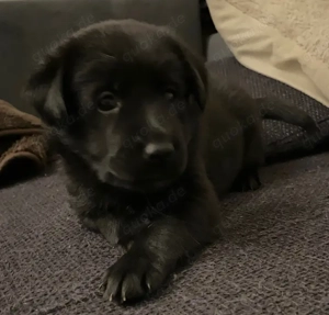 Labrador Golden Retriever - Mix Welpen