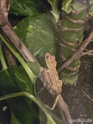 Kronengecko Jungtiere