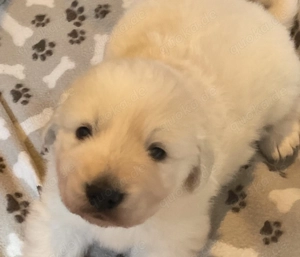 Maremmen - Abruzzen Welpen abzugeben ab frühestens 15.02.2026