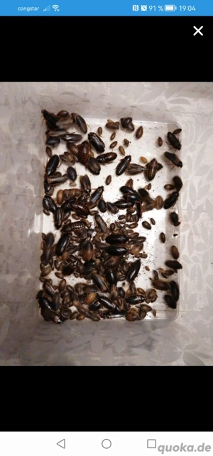 Argentinische Waldschaben 