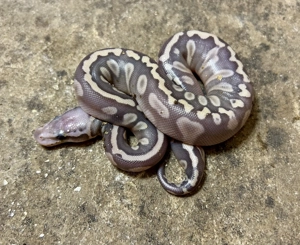 1,6 Königspython Ghost Combos Out of Egg