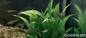 Zwergziersalmler Nannostomus marginatus