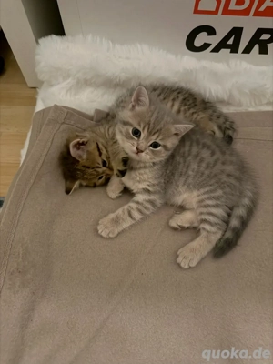 Kitten abzugeben Bild 5