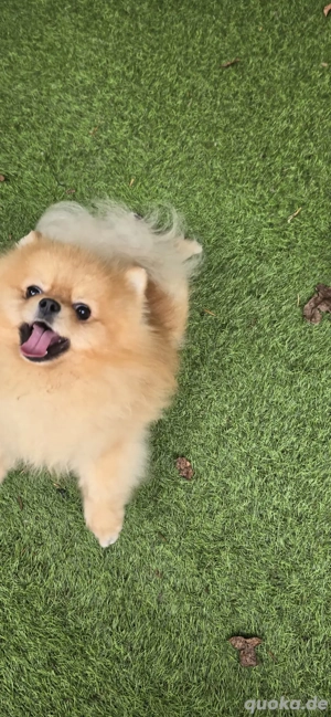 Pomeranian Spitz Rüde