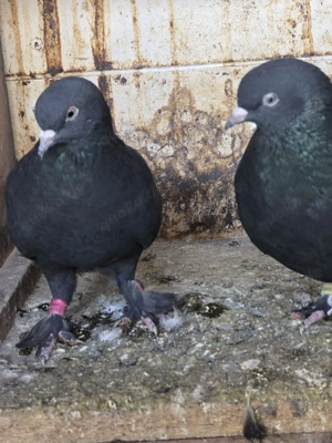 Türkische rollen Tauben 