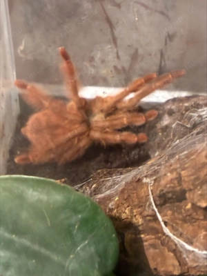 0,1 Amazonius germani 