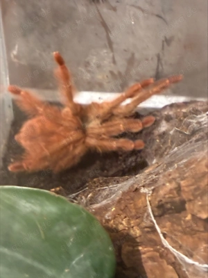 0,1 Amazonius germani