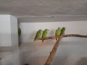 Blaustirnamazonen naturbruten aus 24 25 abzugeben  Bild 6