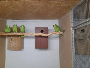 Blaustirnamazonen naturbruten abzugeben 