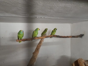 Blaustirnamazonen naturbruten aus 24 25 abzugeben  Bild 5