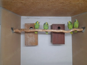 Blaustirnamazonen naturbruten aus 24 25 abzugeben  Bild 4