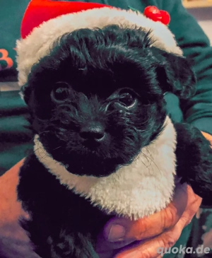 Pudel Mix Welpen noch 3 verfügbar 
