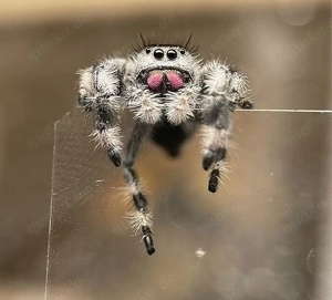 Phidippus regius  Apalachicola 
