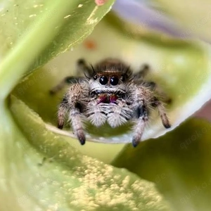 Phidippus regius Bahamas