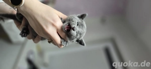 Russisch Blau Kitten  Bild 5