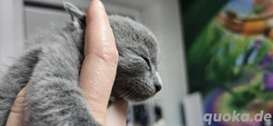 Russisch Blau Kitten  Bild 2
