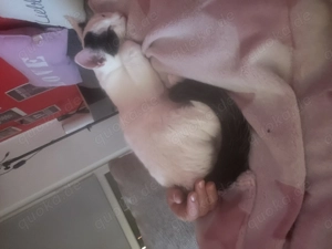 Geschwister beides brüder