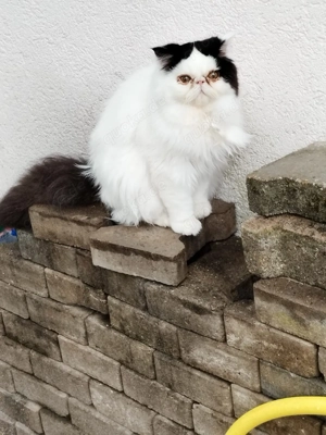 Reinrassig Perser Katzen 
