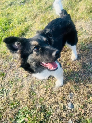 Milly   zartes, treues Mädchen sucht ein liebevolles Zuhause