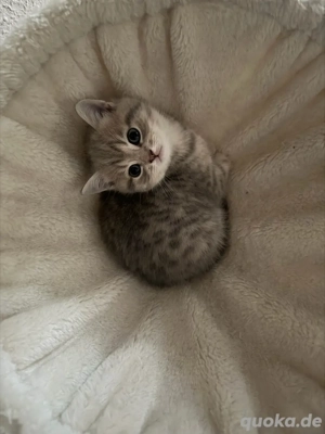 Kitten abzugeben Bild 7