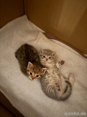 Kitten abzugeben Bild 8