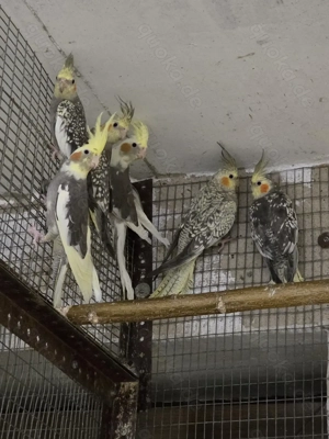 Junge Nymphensittiche abzugeben. 