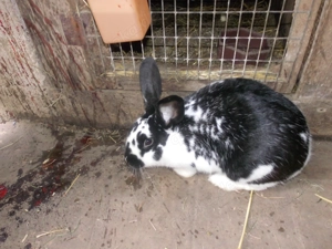 Hauskaninchen Kreuzung Alaska und Dalmantiner Rex 