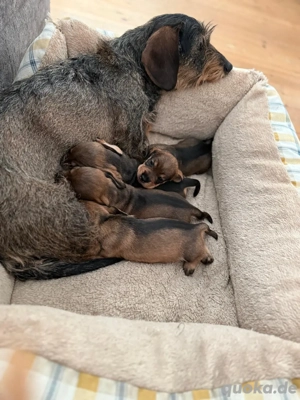 Rauhaardackel Rauhhaardackel Welpen Bild 5