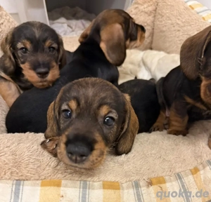 Rauhaardackel Rauhhaardackel Welpen
