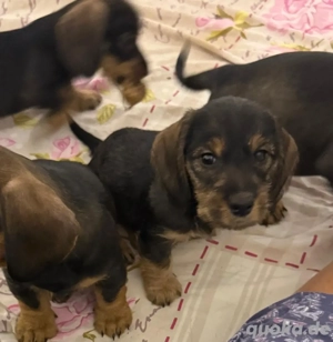 Rauhaardackel Rauhhaardackel Welpen Bild 3