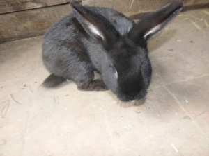 Hauskaninchen Kreuzung Alaska und Dalmantiner Rex 