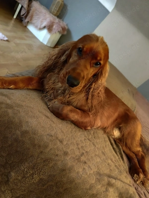 Englischer Cocker Spaniel in liebevolle Hände abzugeben 