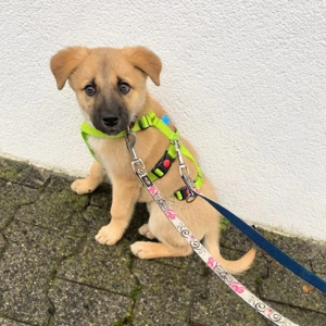 Nala - ist selbstbewusst Bild 2