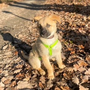 Nala - ist selbstbewusst Bild 6