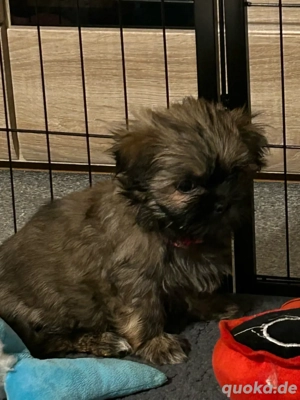 ShihTzu Mix Welpen Bild 5