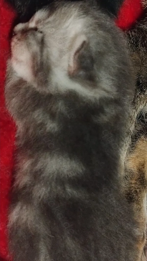 Bhk-mix babys sind da 